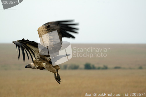 Image of Vulture