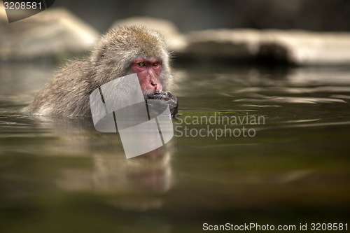 Image of Japanese Macaque 