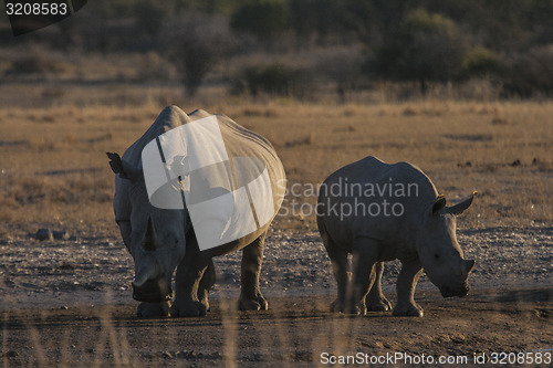 Image of Rhinos