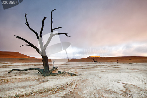 Image of Deadvlei