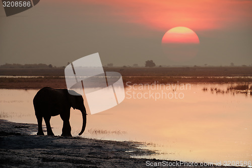 Image of Elephant and sunset