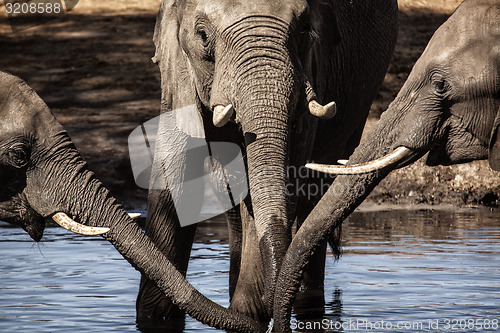 Image of Drinking Elephants