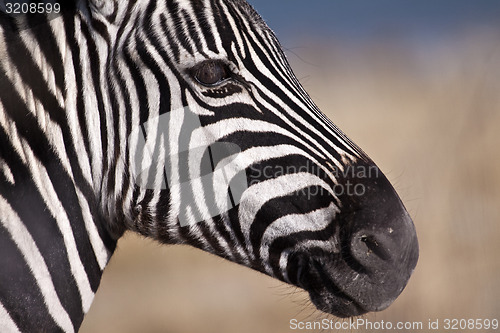 Image of Zebra