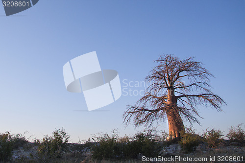 Image of Lone Baobab