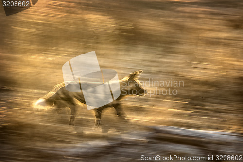 Image of Wild dog