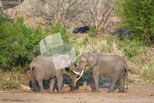 Image of Two Elephants