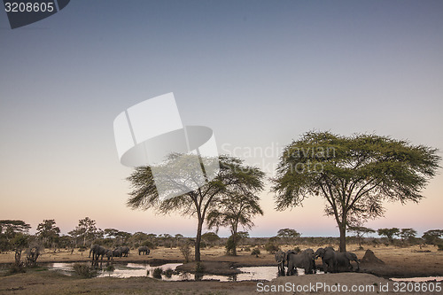 Image of Elephants drinking