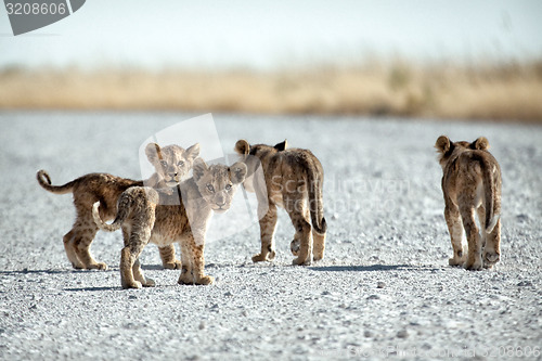 Image of Lion cubs