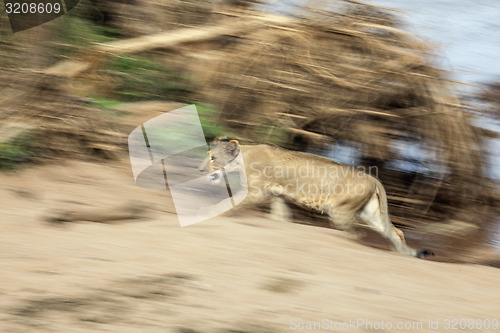 Image of Lioness