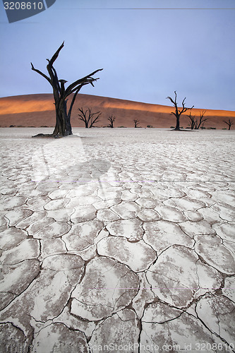 Image of Deadvlei trees