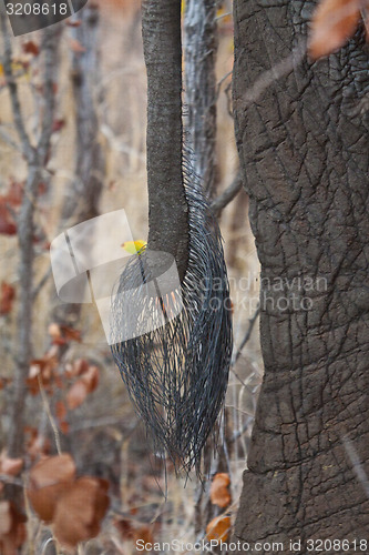 Image of Elephant tail