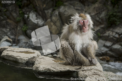 Image of Japanese monkey