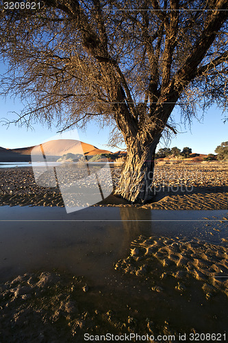 Image of Camel thorn tree