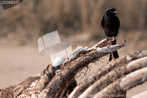 Image of Fork tailed Drongo