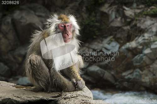 Image of Monkey in Japan