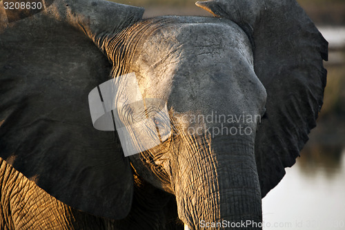 Image of Elephant