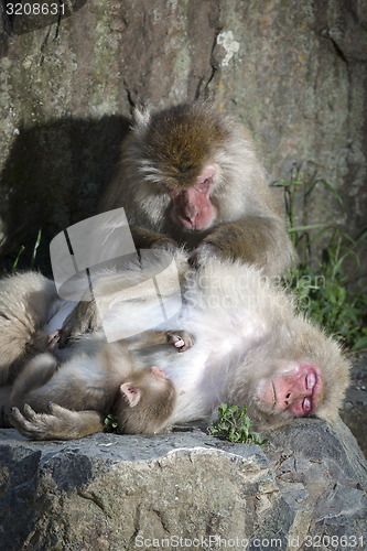 Image of Monkey Family