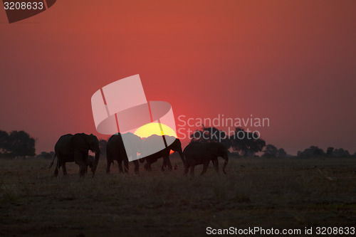 Image of Elephant herd