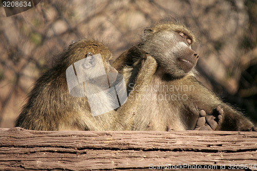 Image of Baboon Love