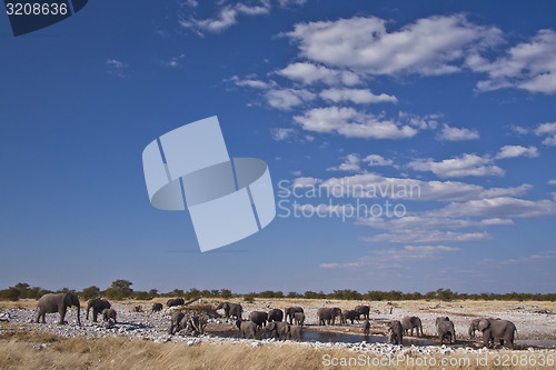 Image of Elephant herd