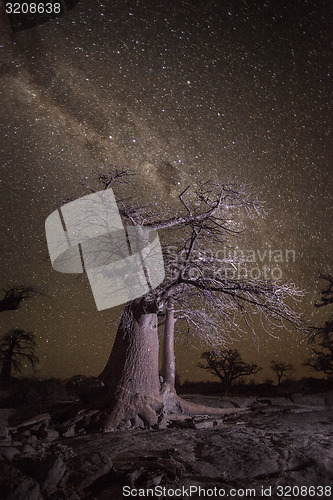 Image of Baobab tree under stars