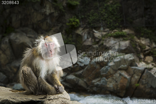 Image of Japanese macaque 