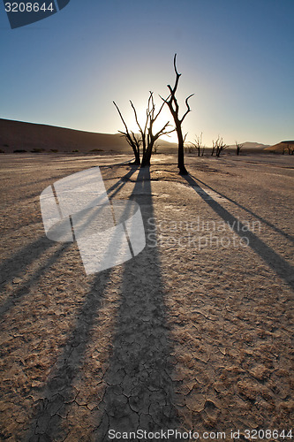 Image of Deadvlei trees