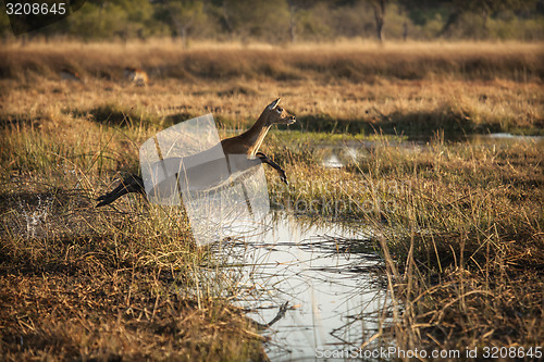 Image of Leaping Lechwee