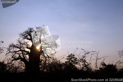 Image of baobab tree