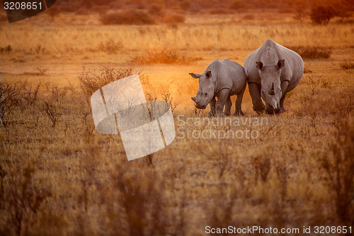 Image of Rhino's grazing