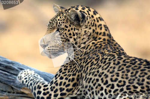 Image of Leopard