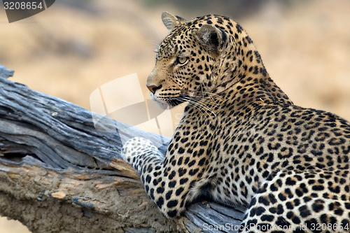 Image of Leopard