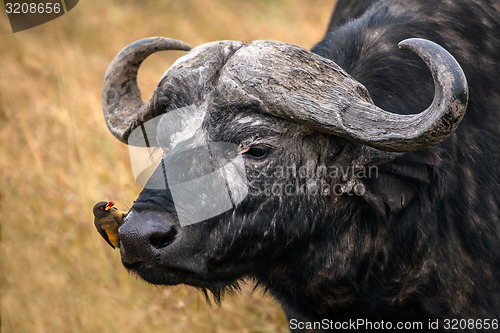 Image of Buffalo and Ox Pecker