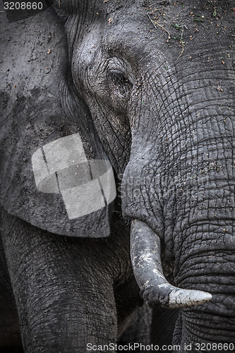 Image of Elephant