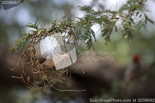 Image of Weaver Bird