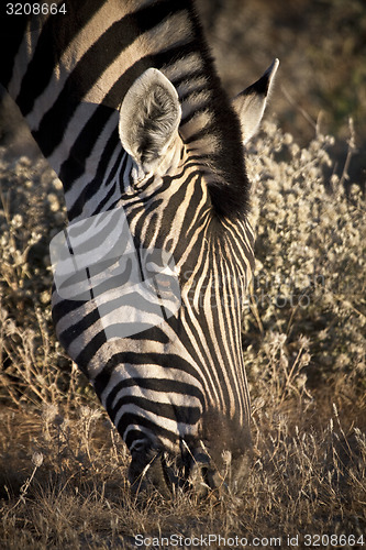 Image of Zebra