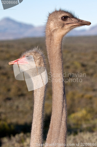 Image of Ostrich 