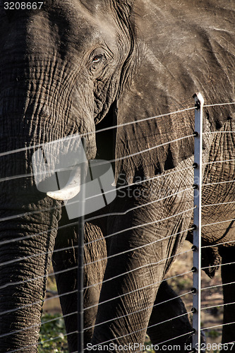 Image of Elephant