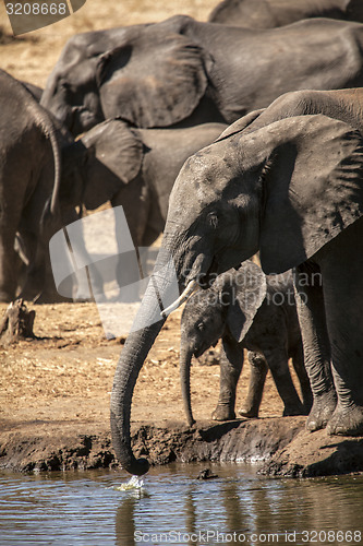 Image of Elephants drinking