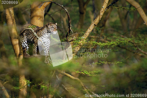 Image of Leopard in a tree
