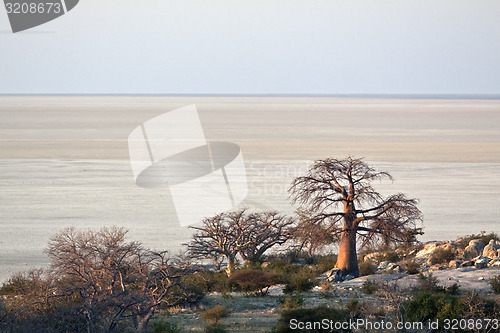 Image of Lone Baobab