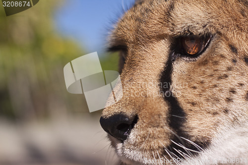 Image of Cheetah Face