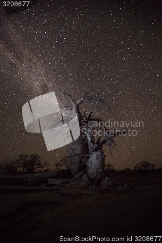 Image of Baobab under the stars