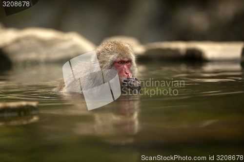 Image of Japanese Macaque