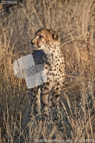 Image of Cheetah