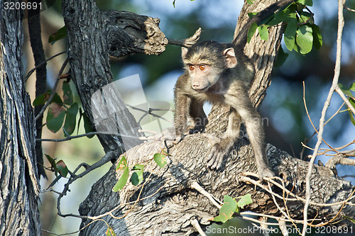 Image of Playing Baboon