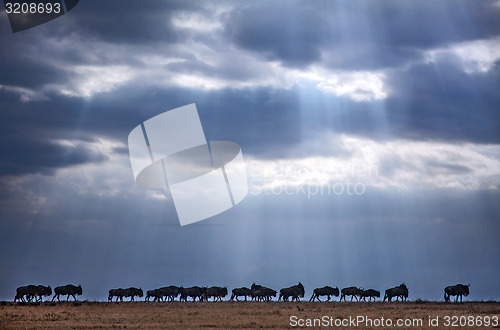 Image of Wildebeest