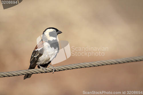 Image of Weaver Brid