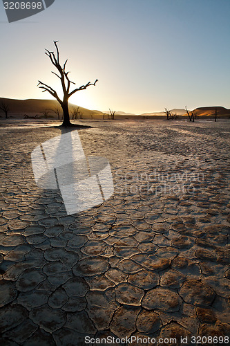 Image of Deadvlei tree