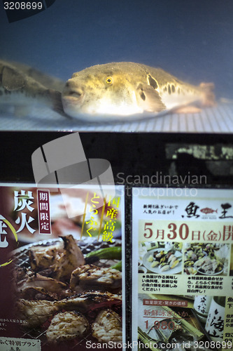 Image of Fugu fish